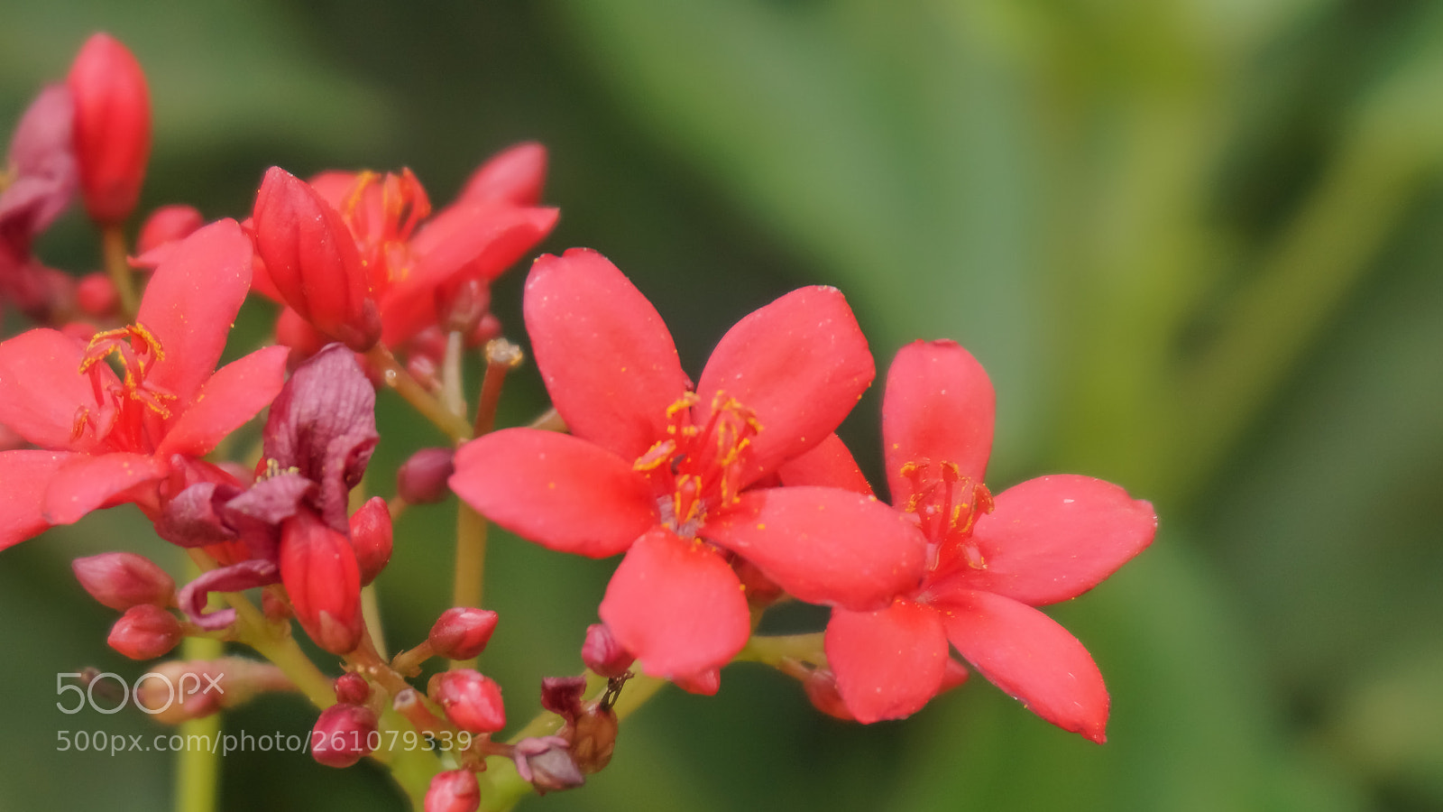 Sony a6000 sample photo. Beautiful image of natural photography