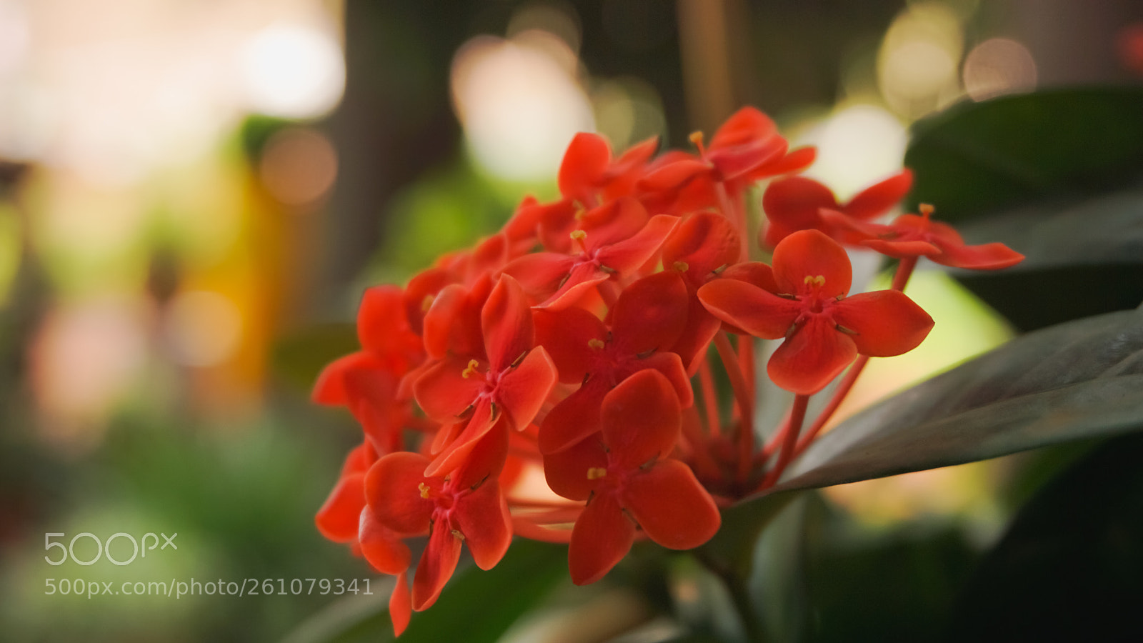 Sony a6000 sample photo. Beautiful image of natural photography