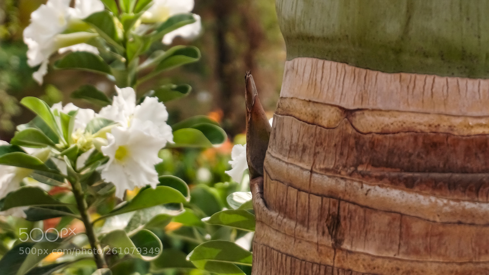 Sony a6000 sample photo. Beautiful image of natural photography