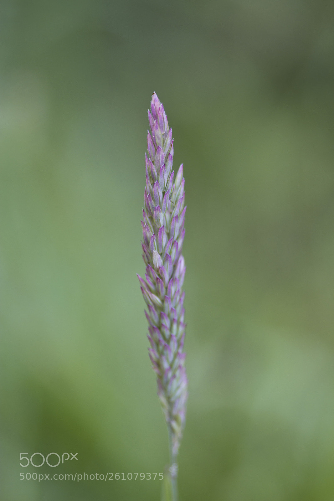 Canon EOS 60D sample photo. Wolliges honiggras (holcus lanatus) photography