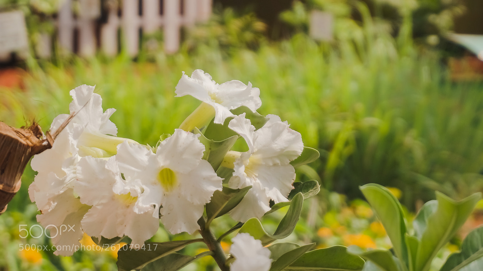 Sony a6000 sample photo. Beautiful image of natural photography
