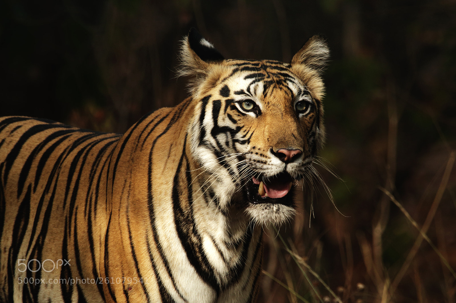 Canon EOS 70D sample photo. Royal bengal tiger photography