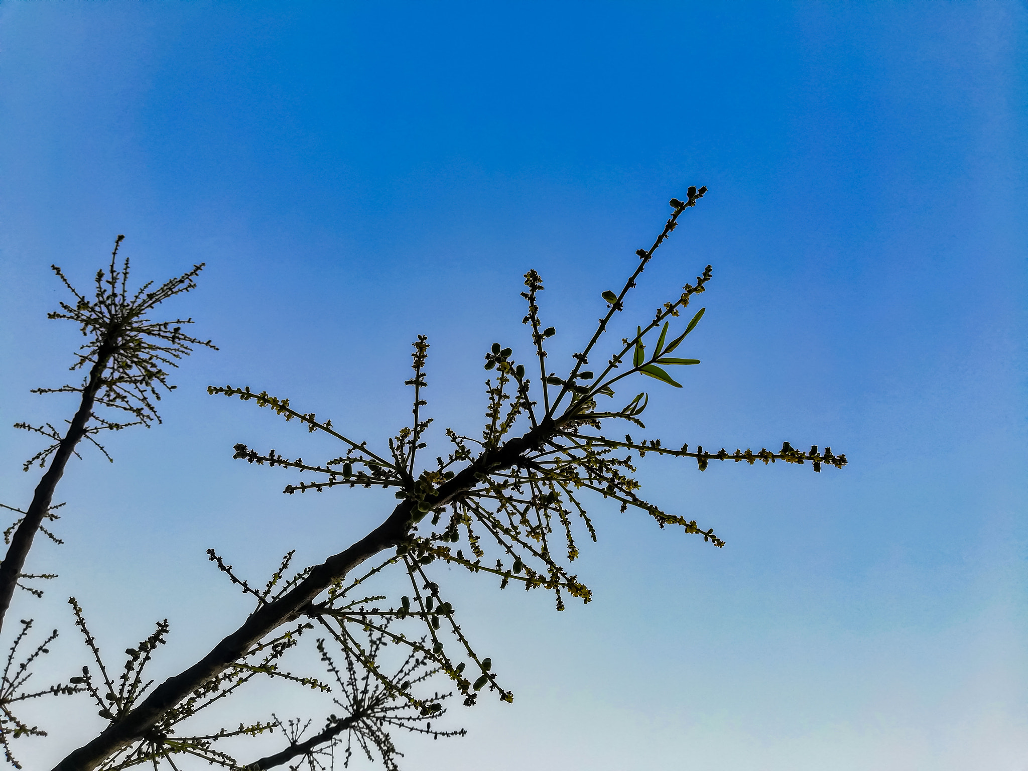 HUAWEI nova 2i sample photo. Reaching for the sky photography