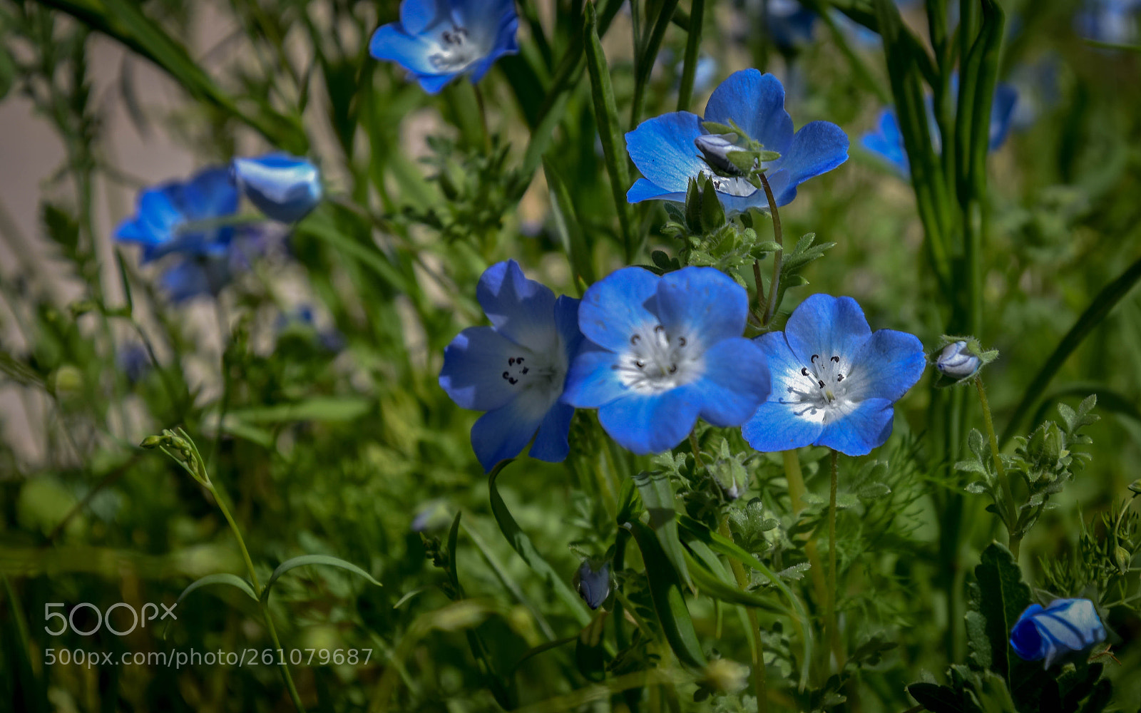 Nikon D5500 sample photo. Cottage garden photography