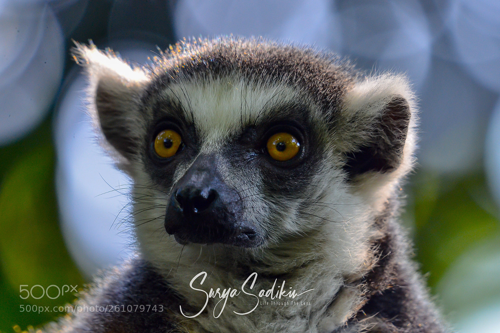 Nikon D7000 sample photo. Brown lemur photography