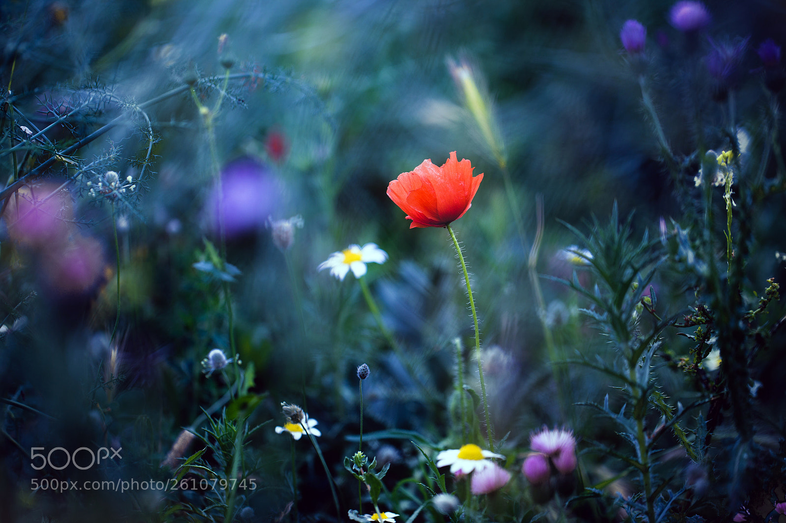 Canon EOS 6D sample photo. Flor de un d photography