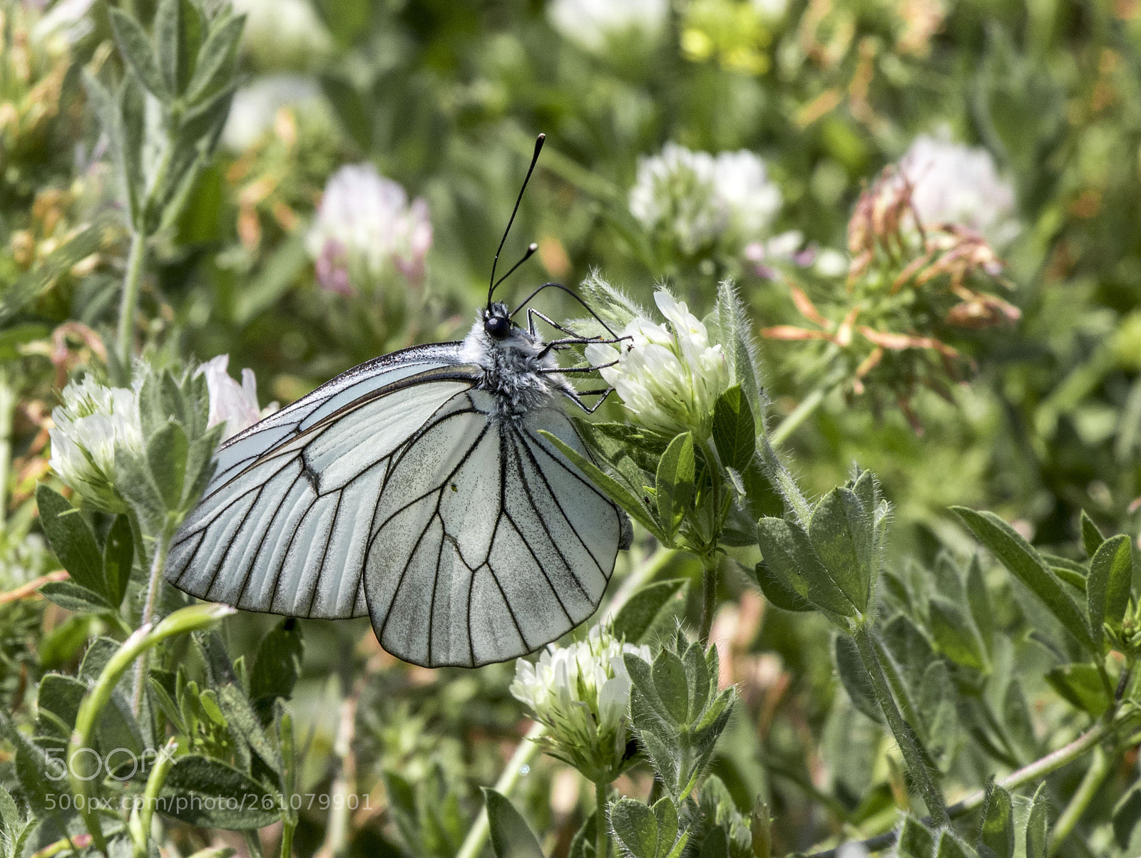 Canon EOS 77D (EOS 9000D / EOS 770D) sample photo. White butterfly photography