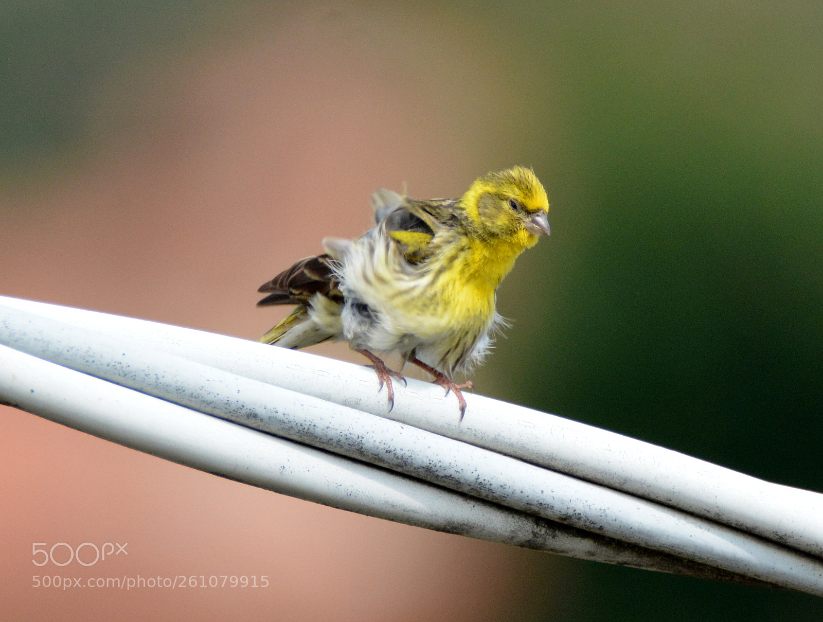 Nikon D7100 sample photo. Sconvolt serinus photography