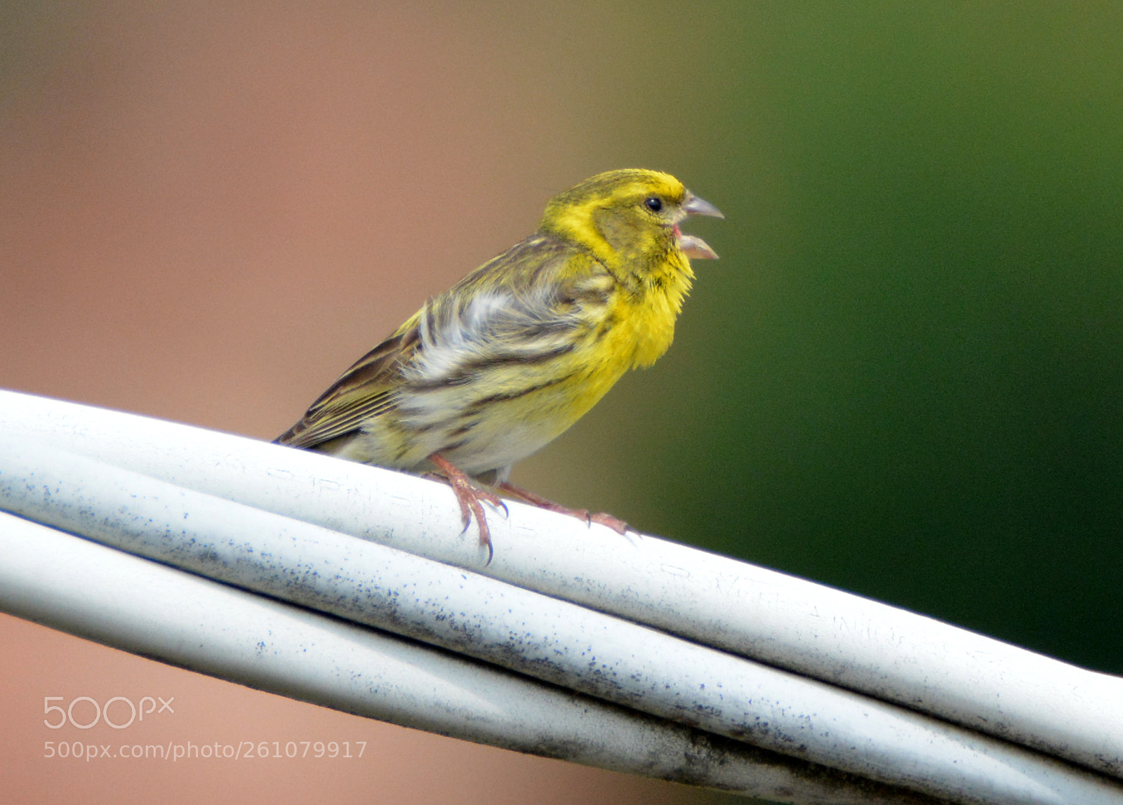 Nikon D7100 sample photo. Serinus serinus photography