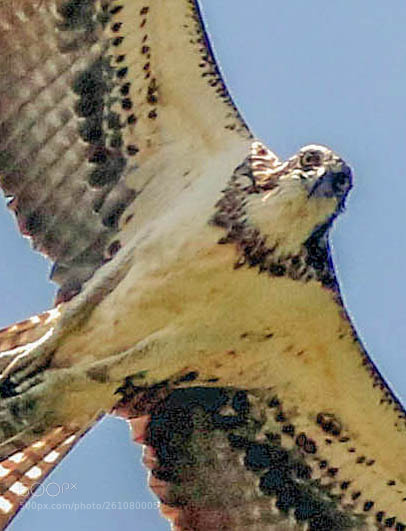 Canon EOS 7D Mark II sample photo. Osprey attack photography