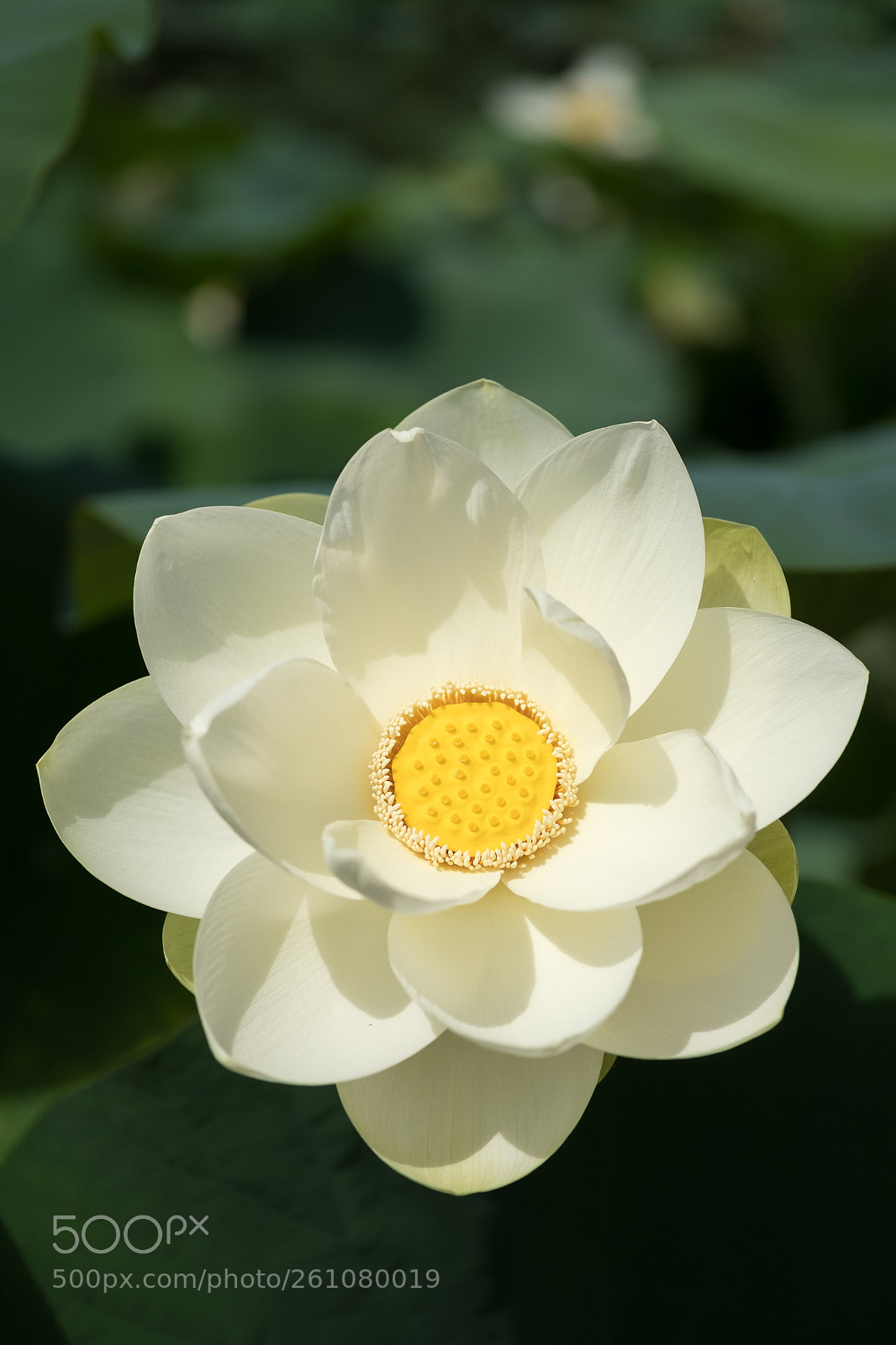 Fujifilm X-T2 sample photo. Lotus flower photography