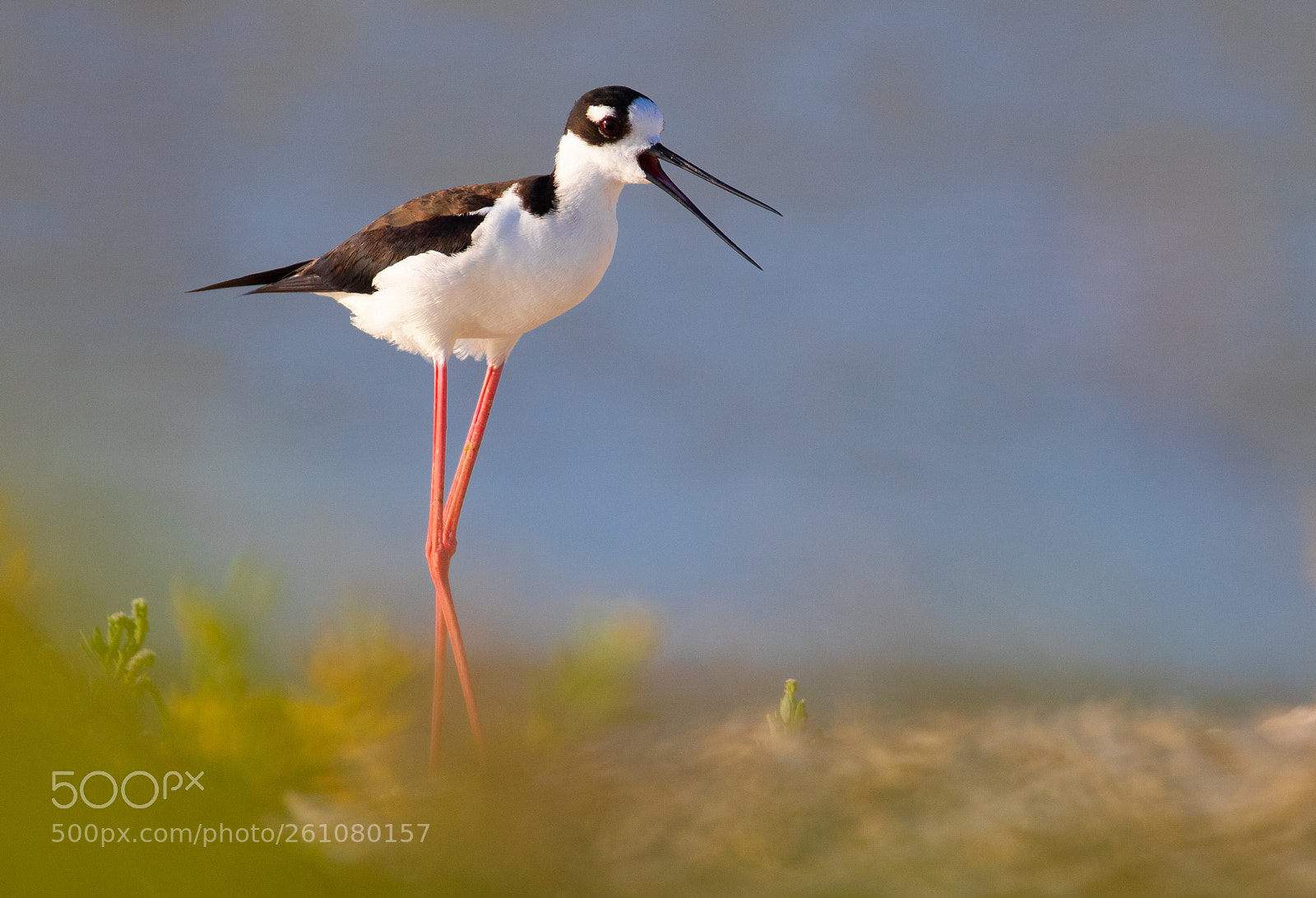Canon EOS 7D Mark II sample photo. Black-necked stilt photography