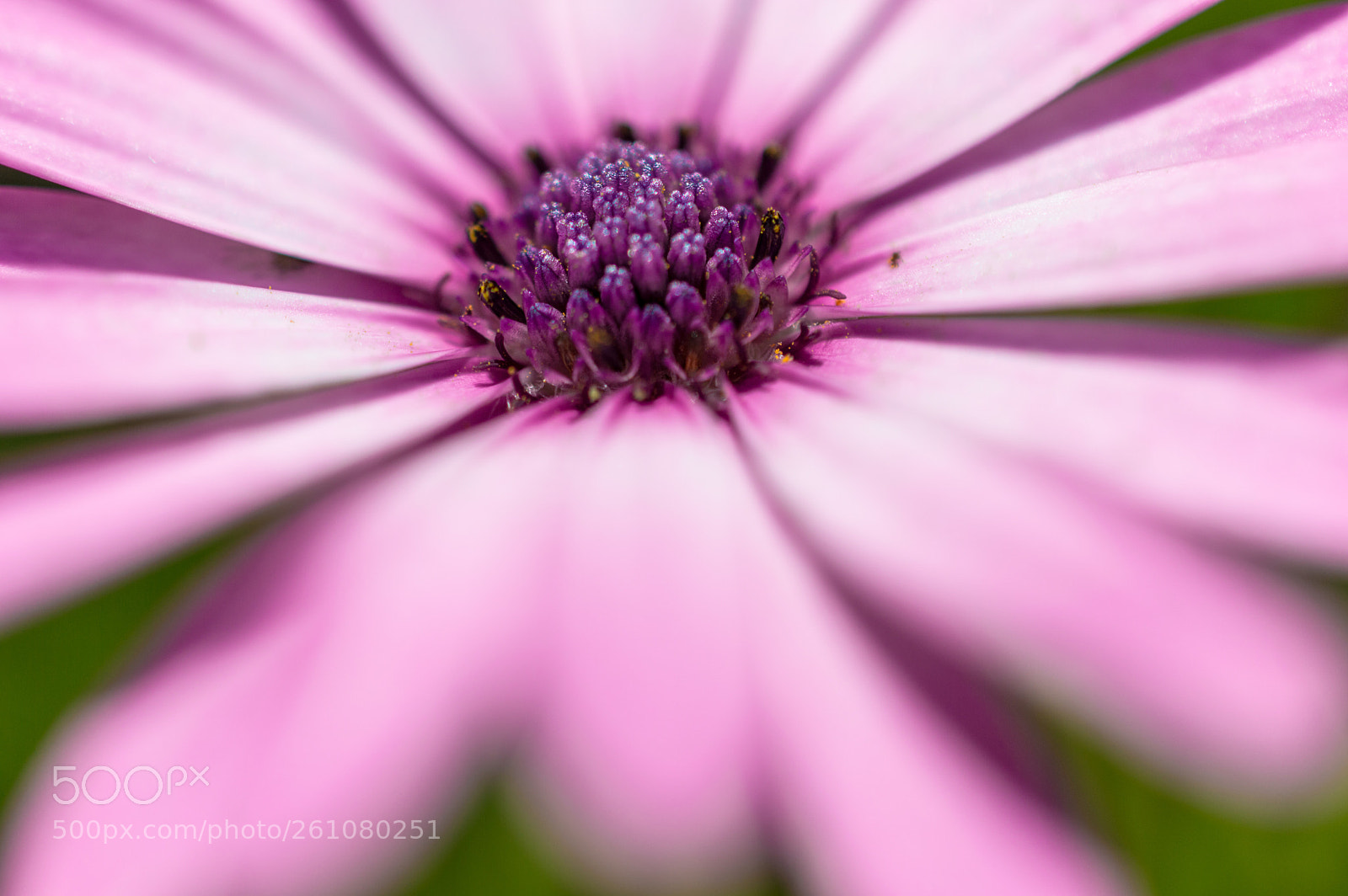 Nikon D3200 sample photo. The center of the photography