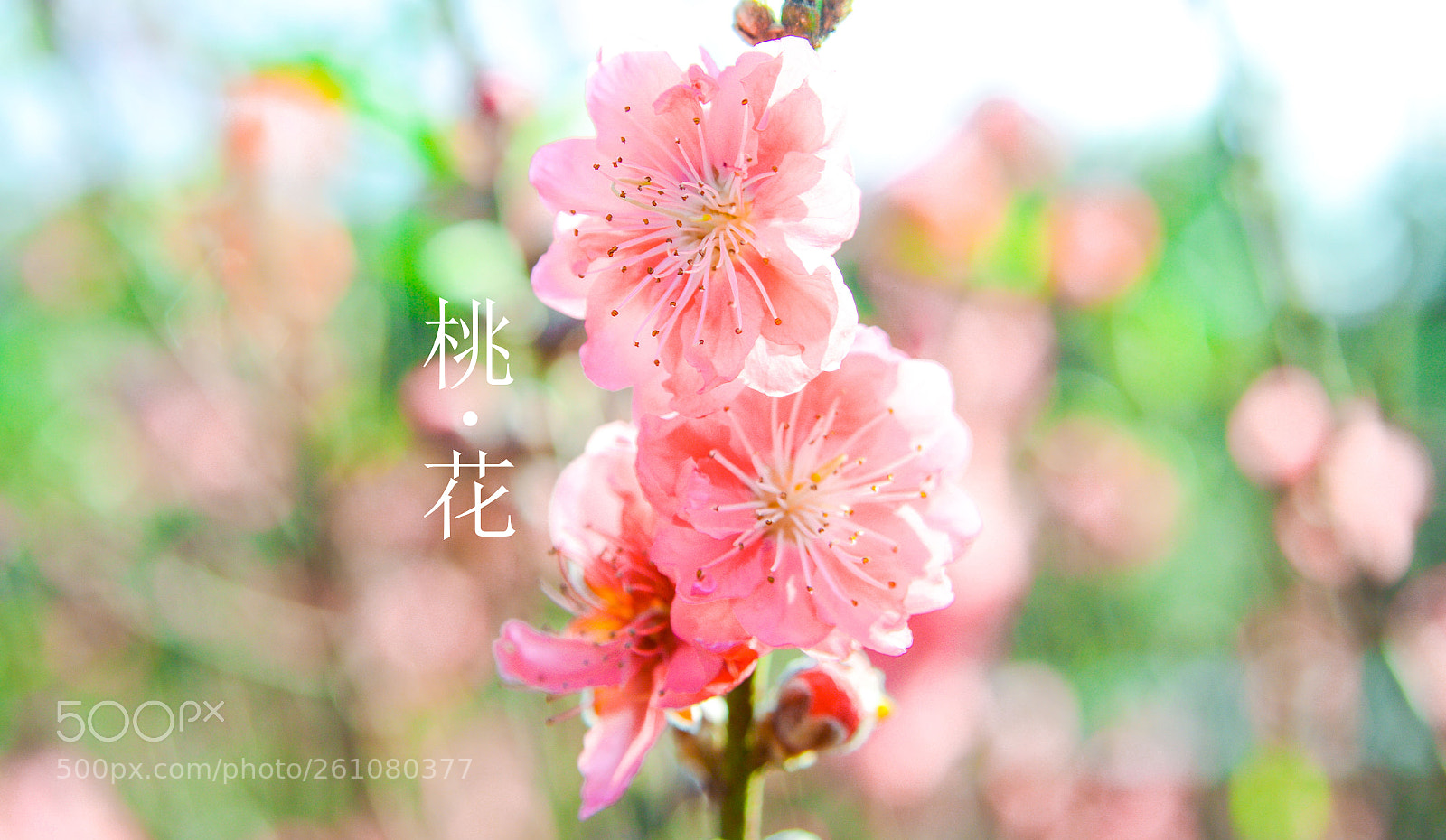 Nikon D3200 sample photo. 桃 花 photography