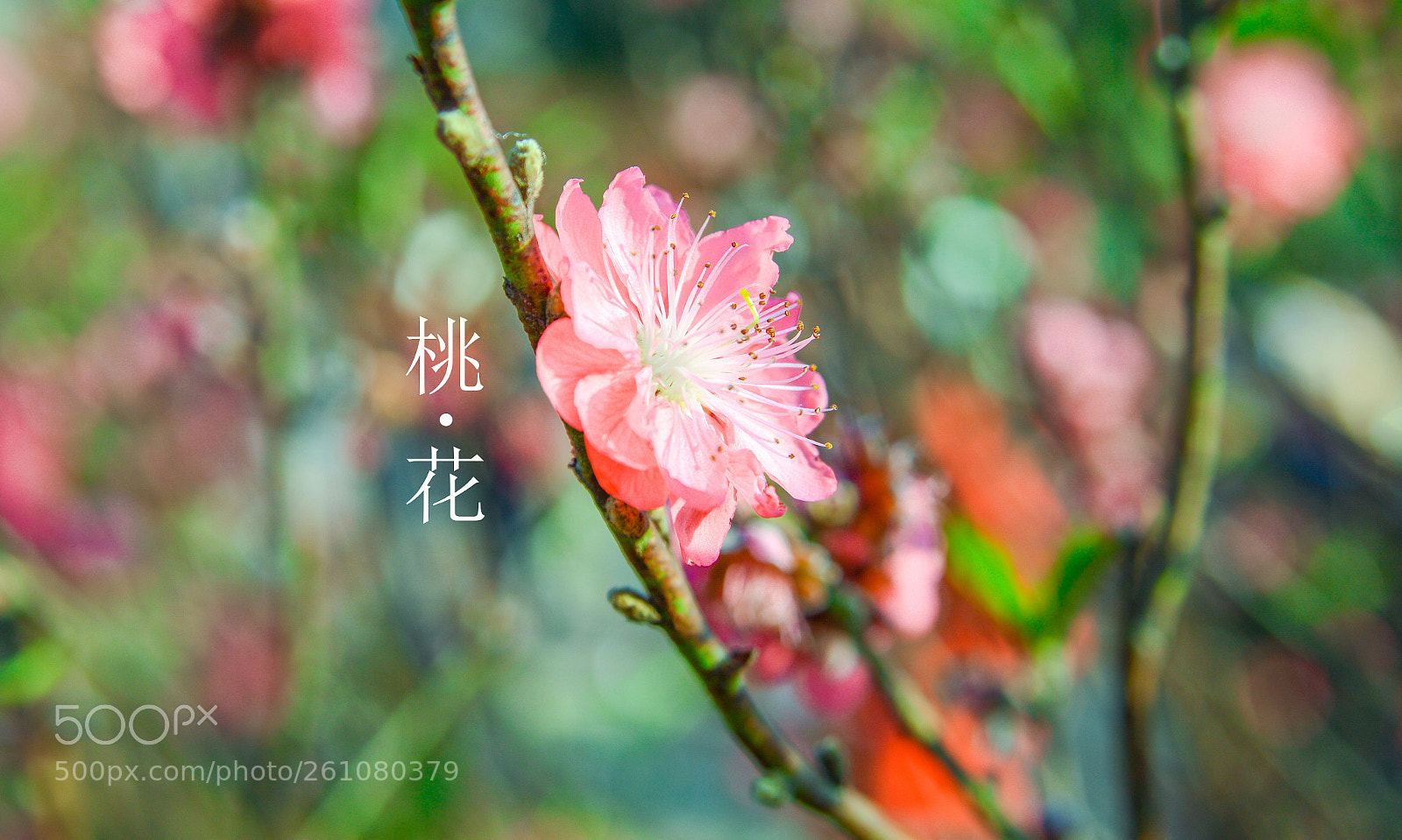 Nikon D3200 sample photo. 桃 花 photography