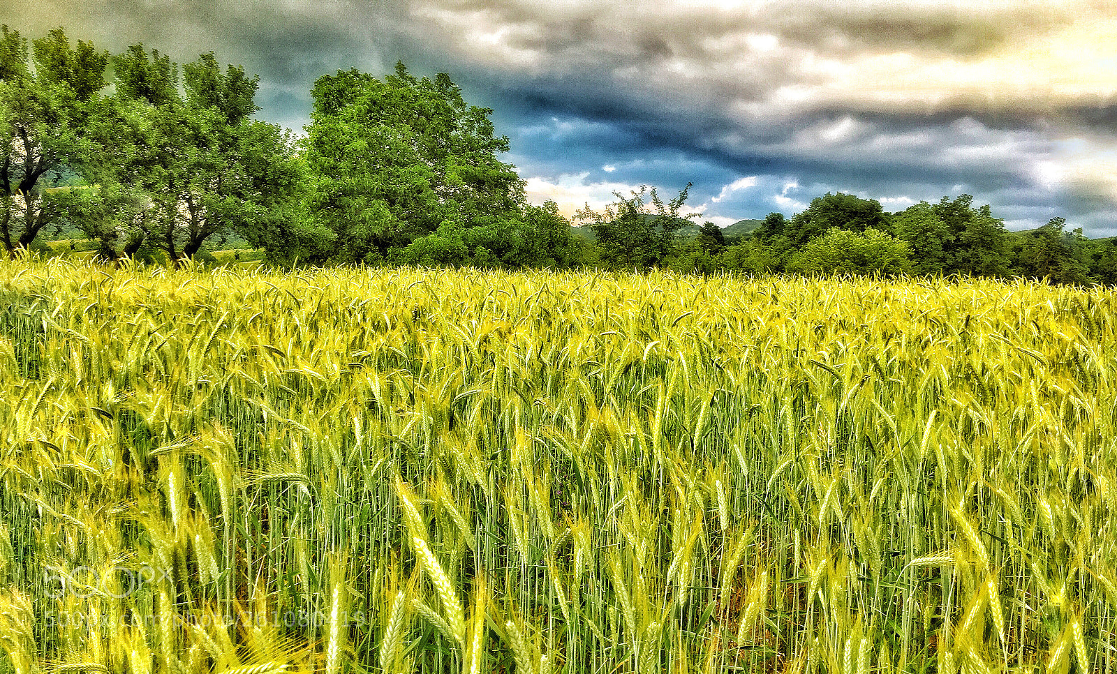 Apple iPhone 6s sample photo. Wheat field  photography