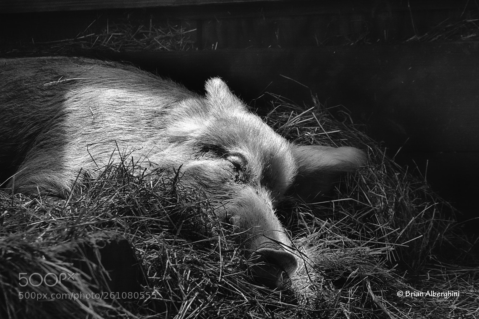 Nikon D7100 sample photo. Sleepy pig photography
