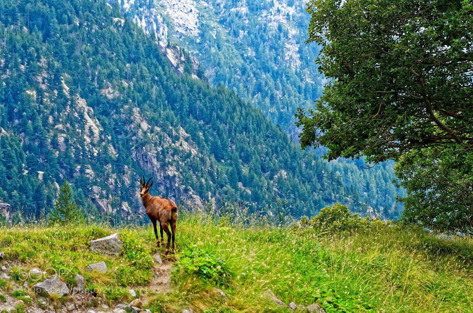Nikon D7000 sample photo. Chamois in the mercantour photography