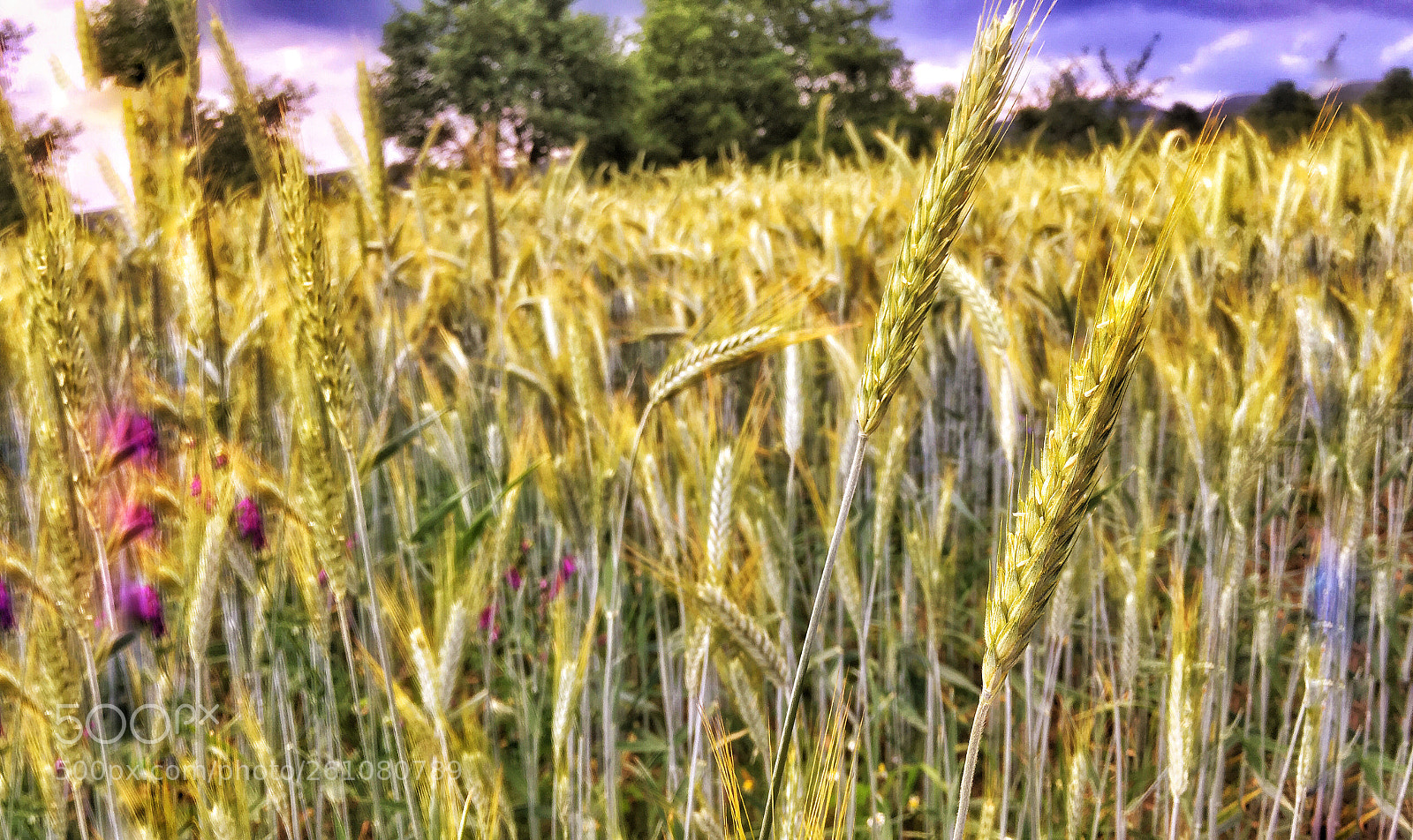 Apple iPhone 6s sample photo. Wheat field  photography