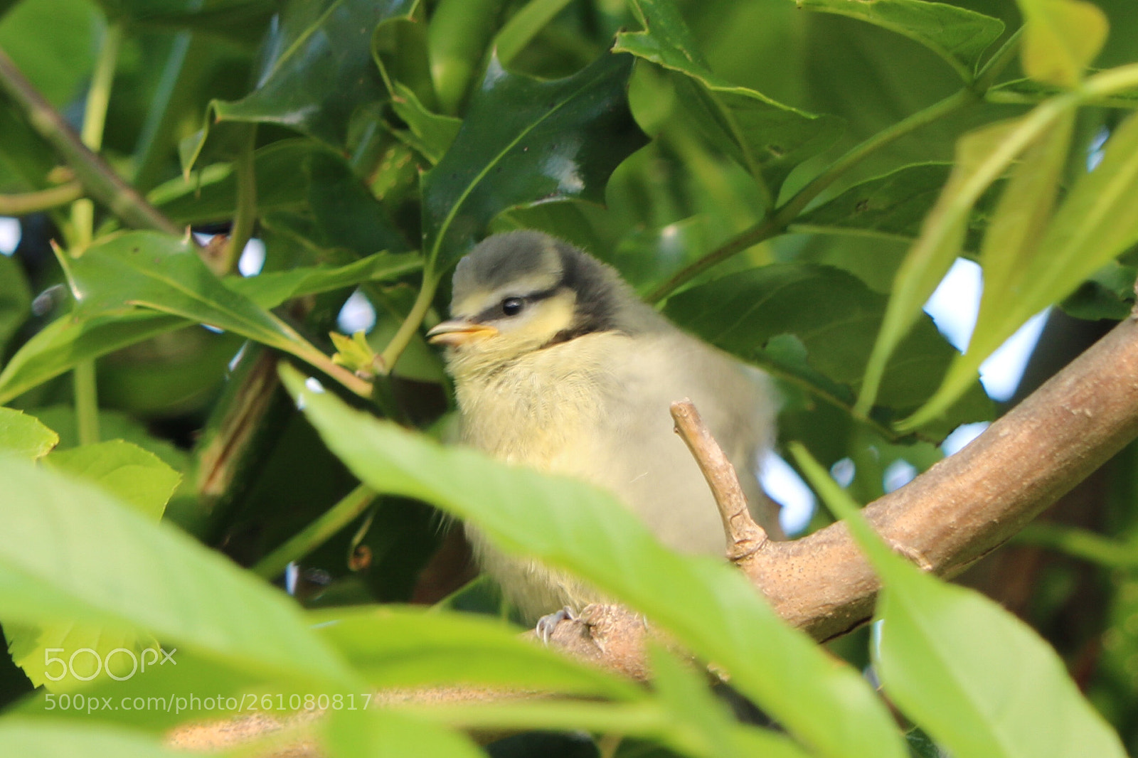 Canon EOS 760D (EOS Rebel T6s / EOS 8000D) sample photo. I can fly photography
