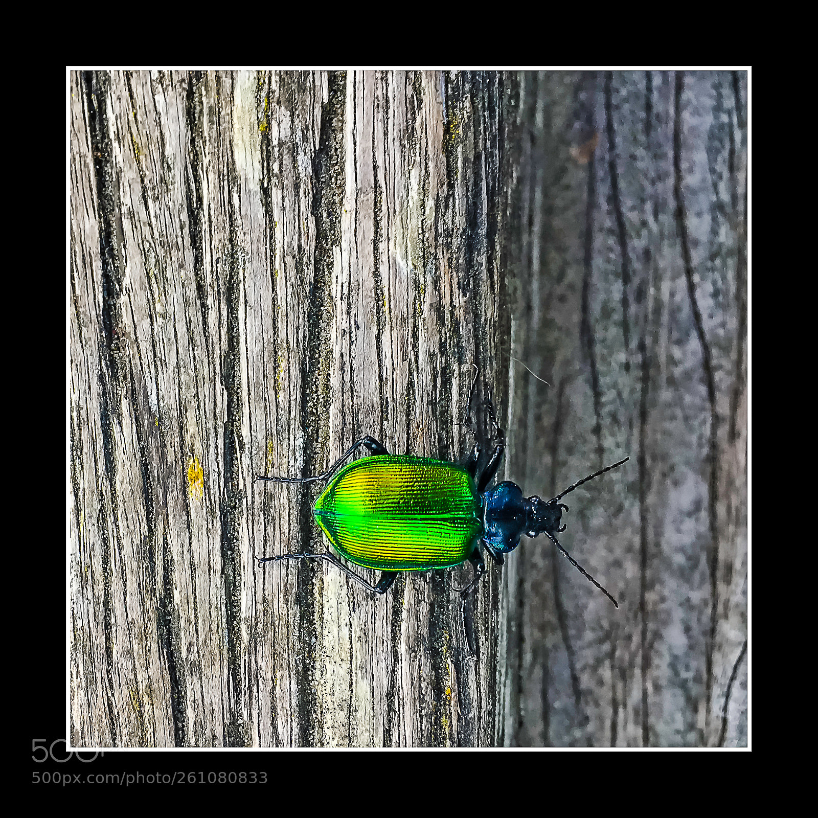 Apple iPhone SE sample photo. Rencontre inattendue. photography