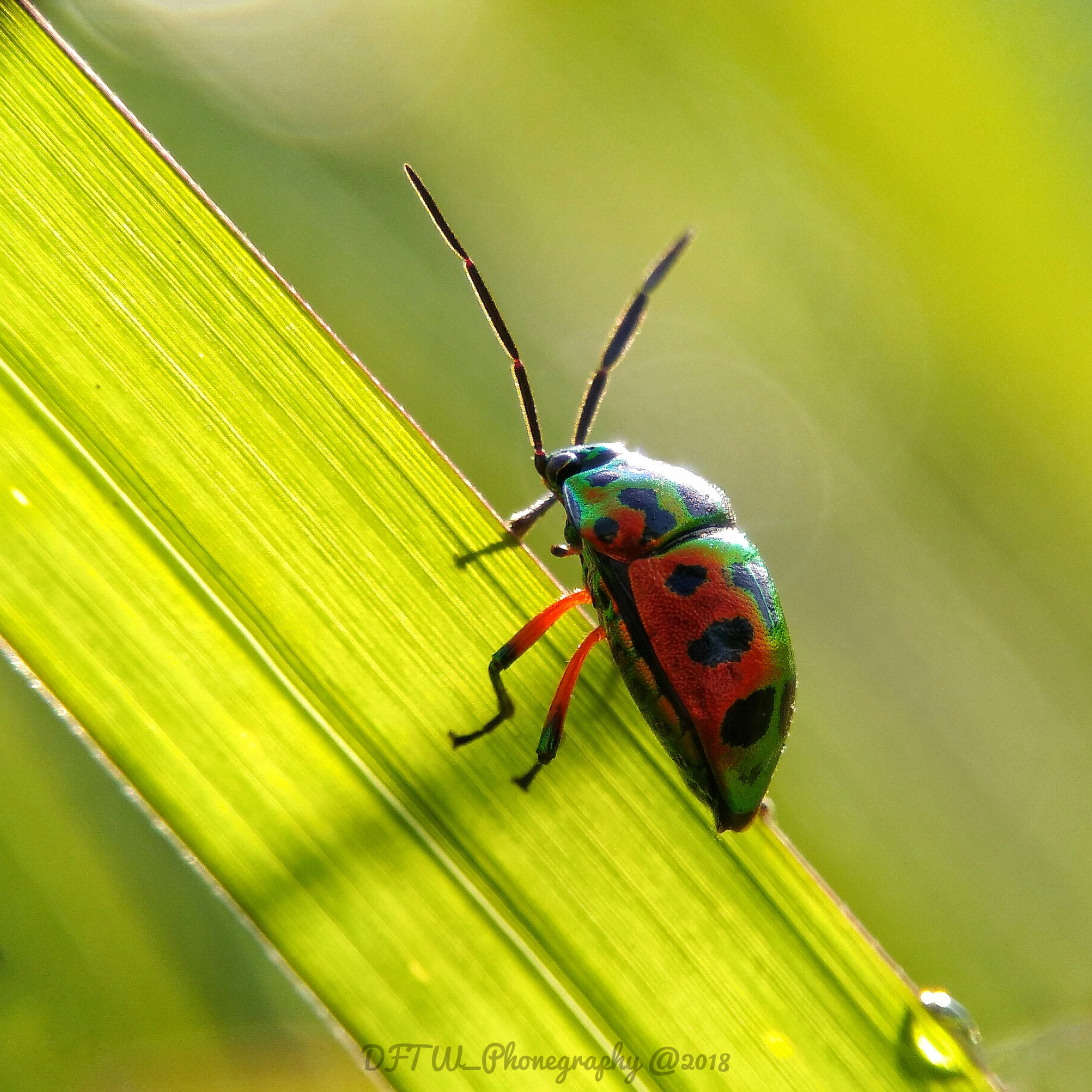 Xiaomi MI MAX sample photo. Rainbow bugs photography