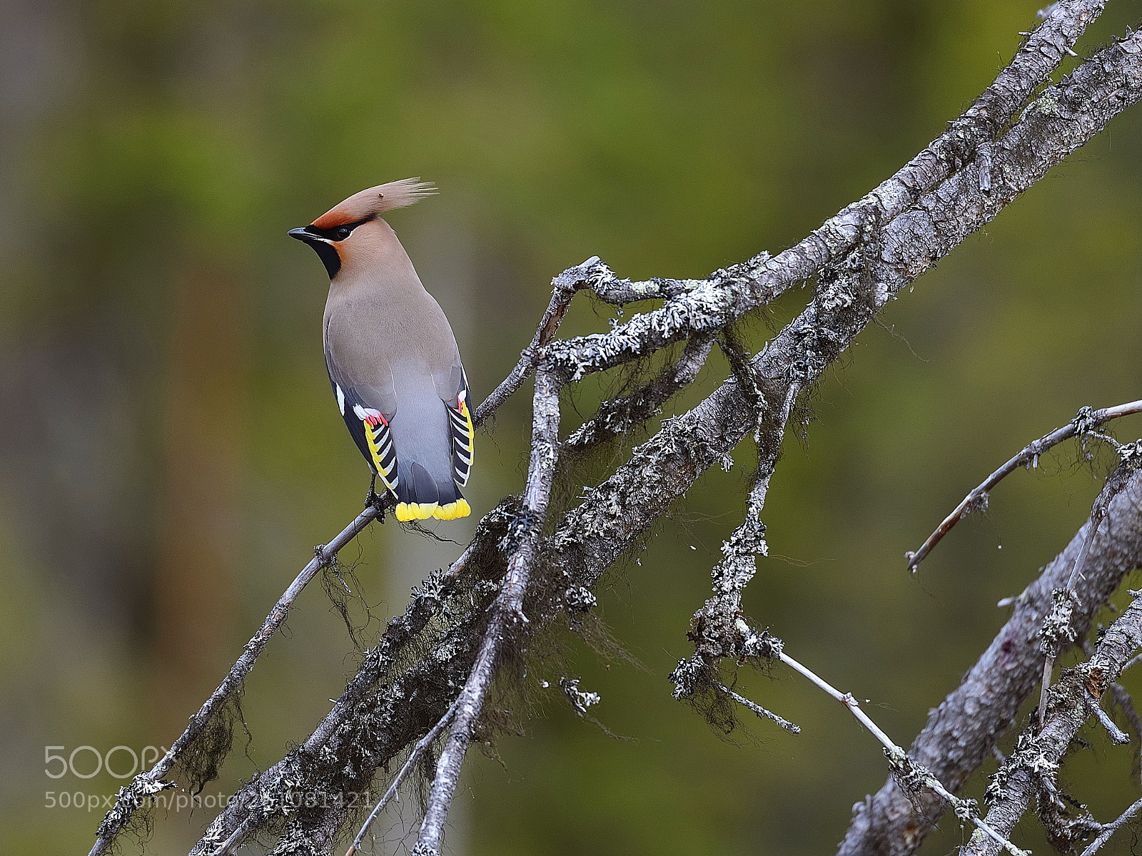 Nikon D610 sample photo. Waxwing in the taiga photography