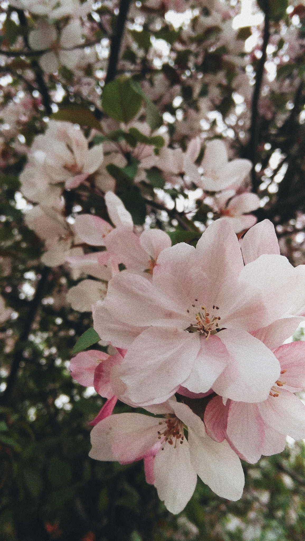 HUAWEI nova sample photo. Processed with vsco with a6 preset photography