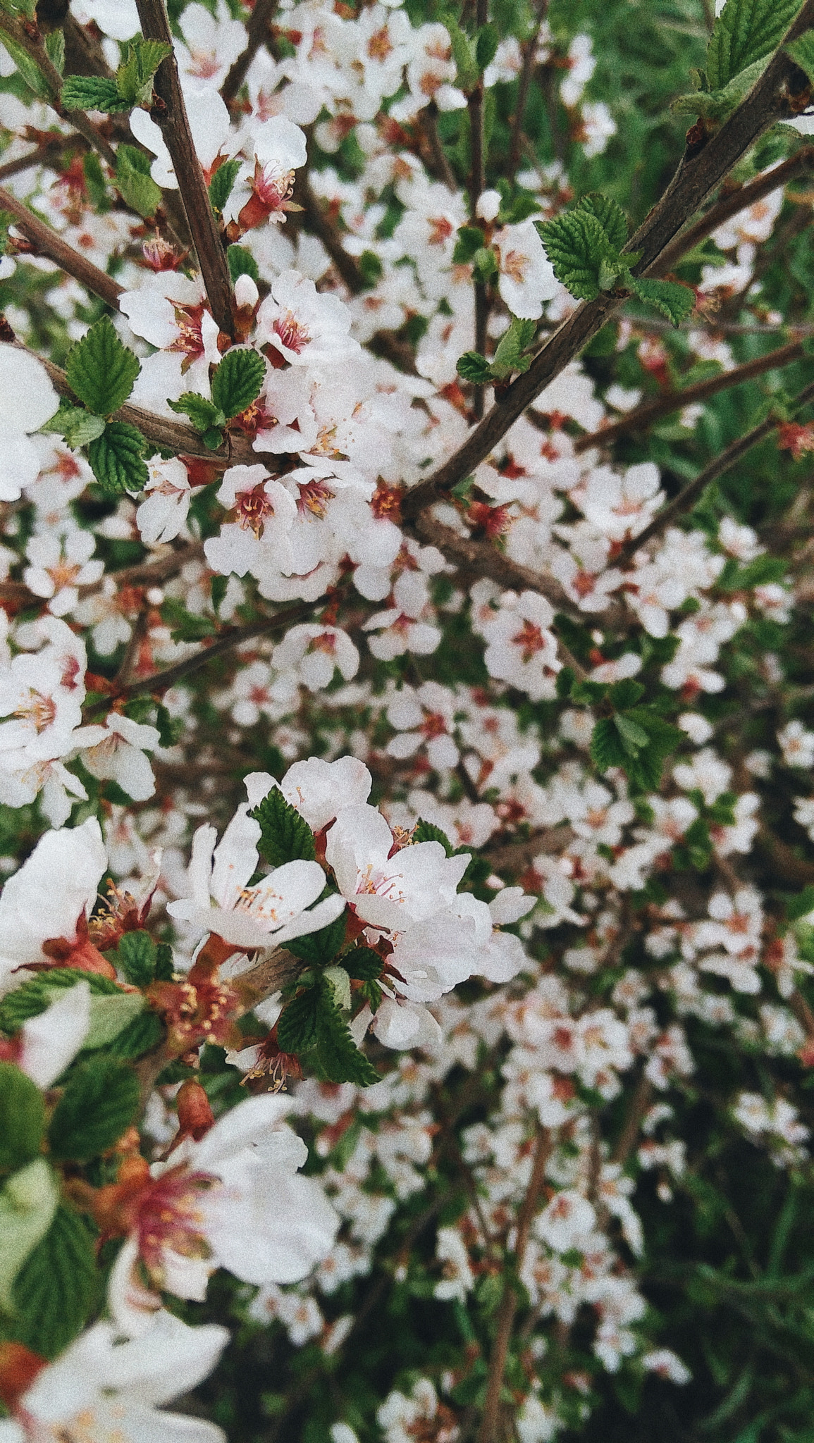 HUAWEI nova sample photo. Processed with vsco with a6 preset photography