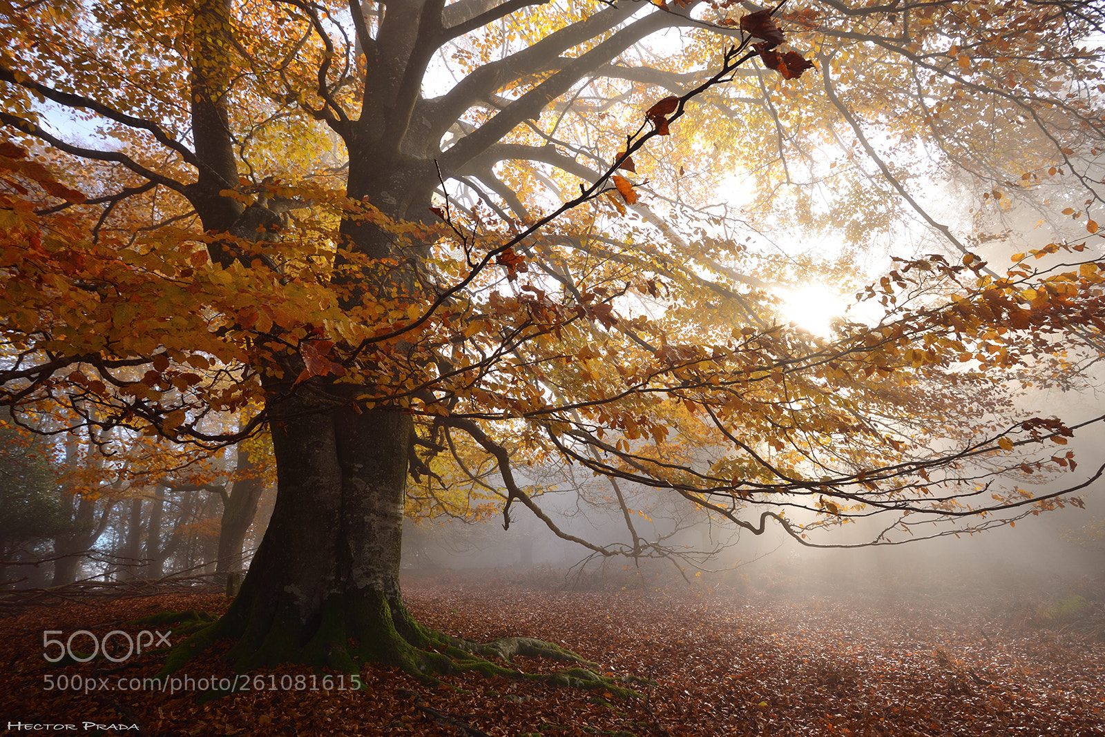 Nikon D610 sample photo. The beauty of autumn photography