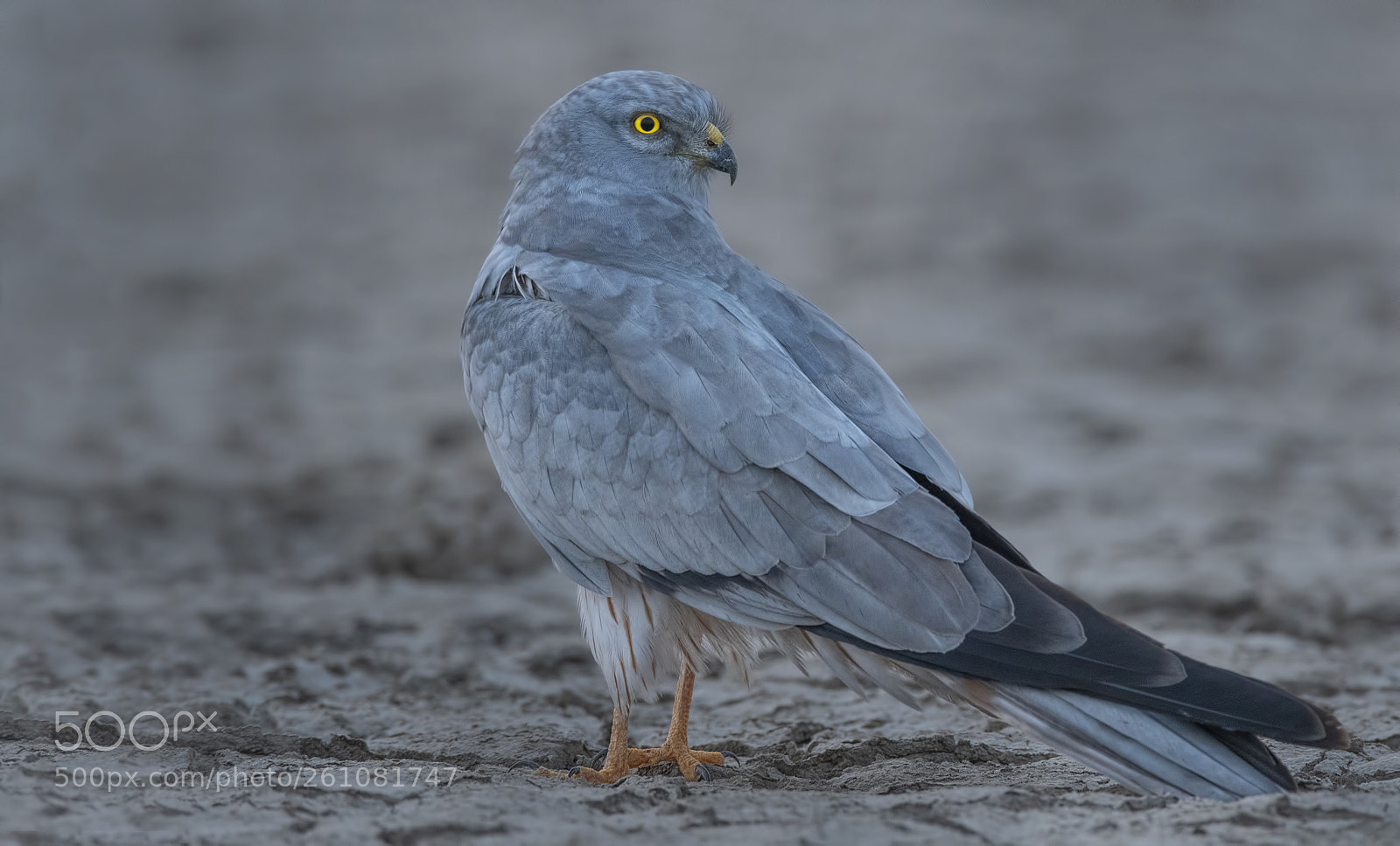 Nikon D500 sample photo. Montagu's harrier male photography