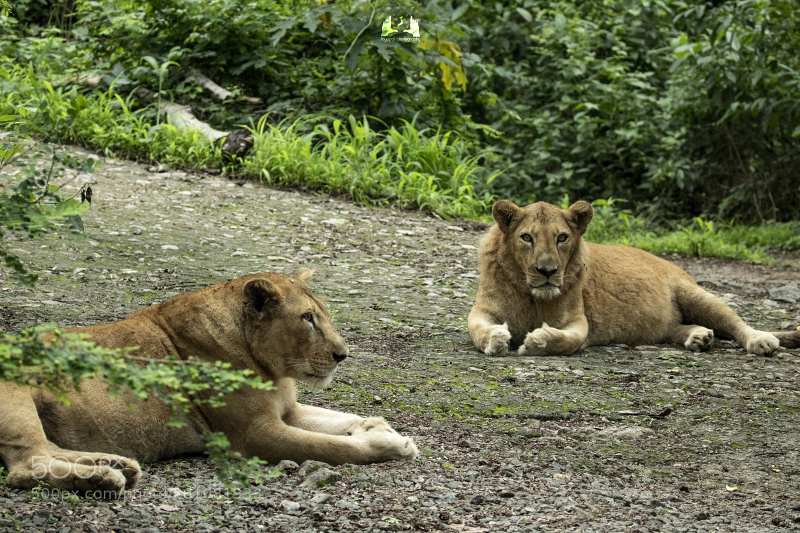 Canon EOS 750D (EOS Rebel T6i / EOS Kiss X8i) sample photo. Two lions photography