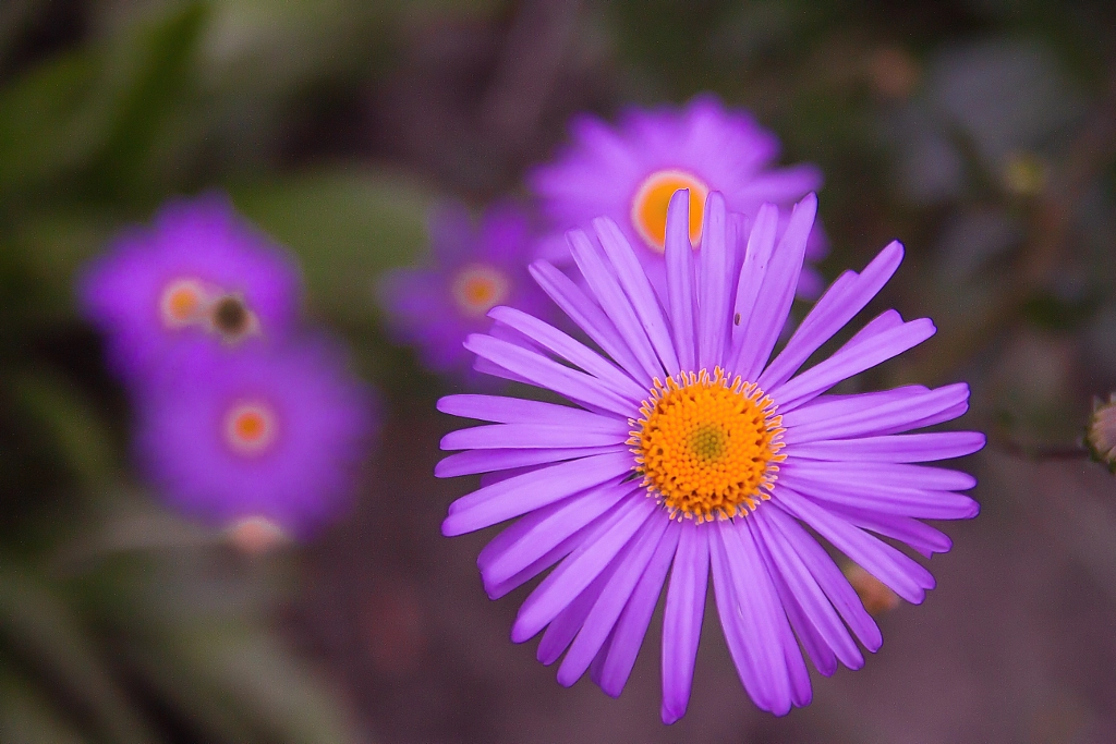 Flowers of my garden 4, автор — Yaroslav Baran на 500px.com