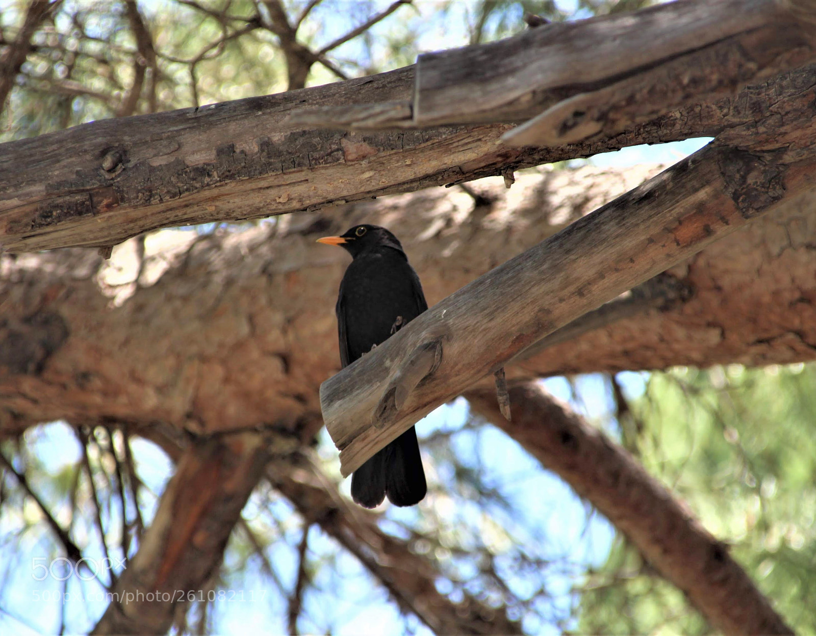 Canon EOS 700D (EOS Rebel T5i / EOS Kiss X7i) sample photo. Black bird in the photography