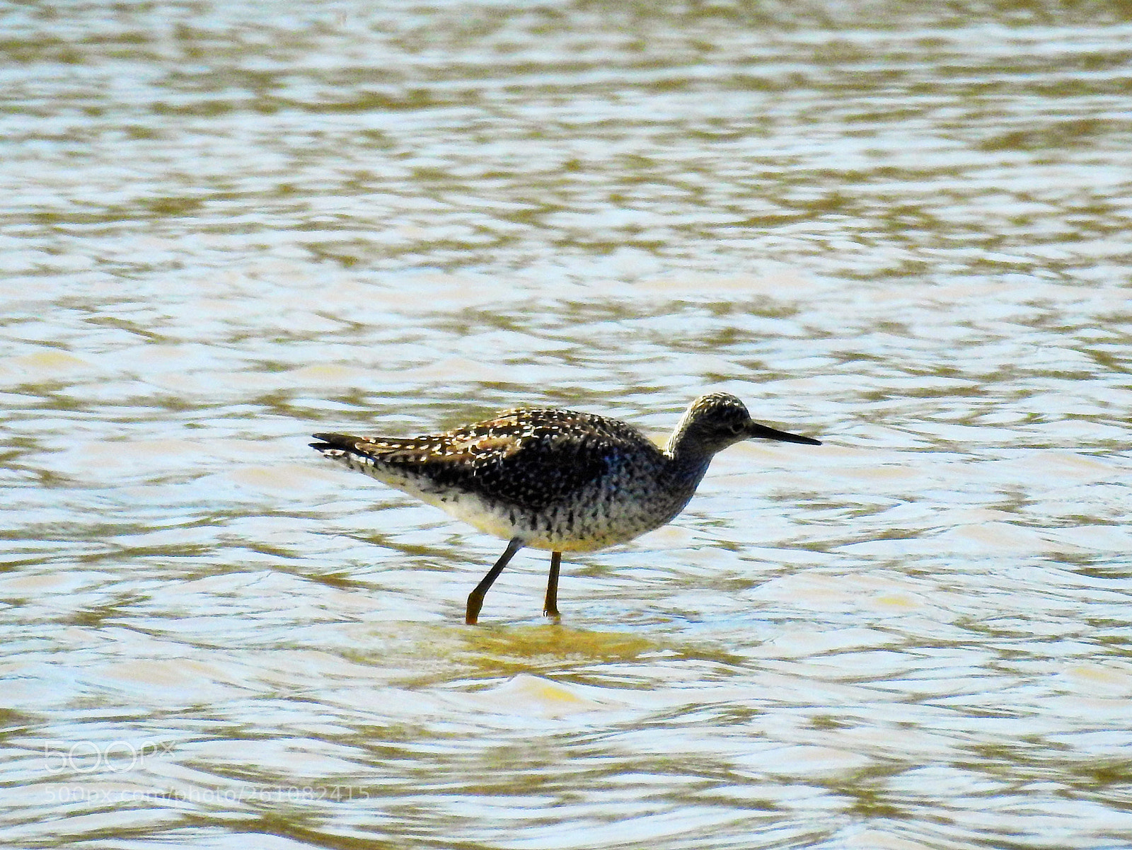 Nikon Coolpix P900 sample photo. Sandpiper photography