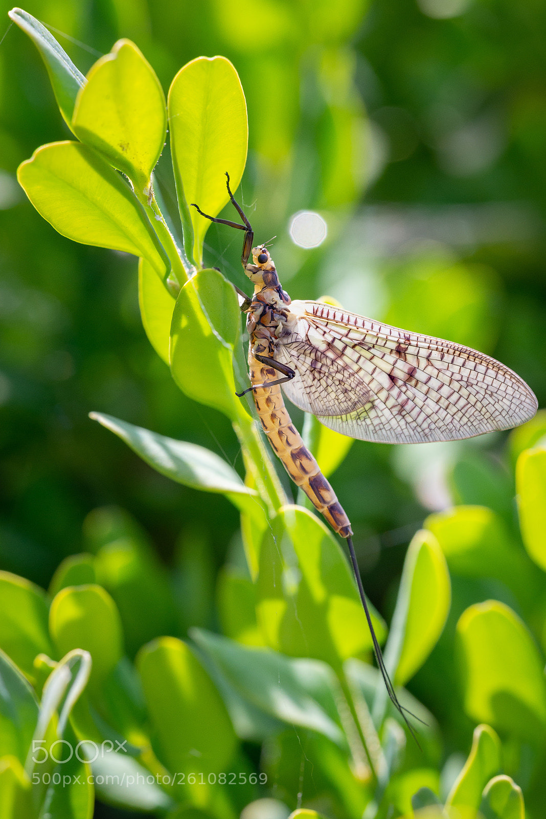 Nikon D610 sample photo. Tipulidae photography