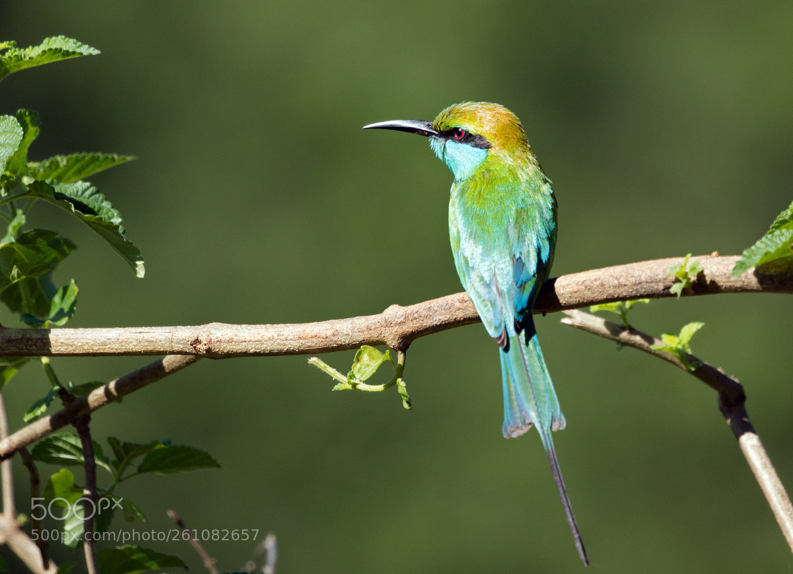 Canon EOS 5DS sample photo. Bee eater photography