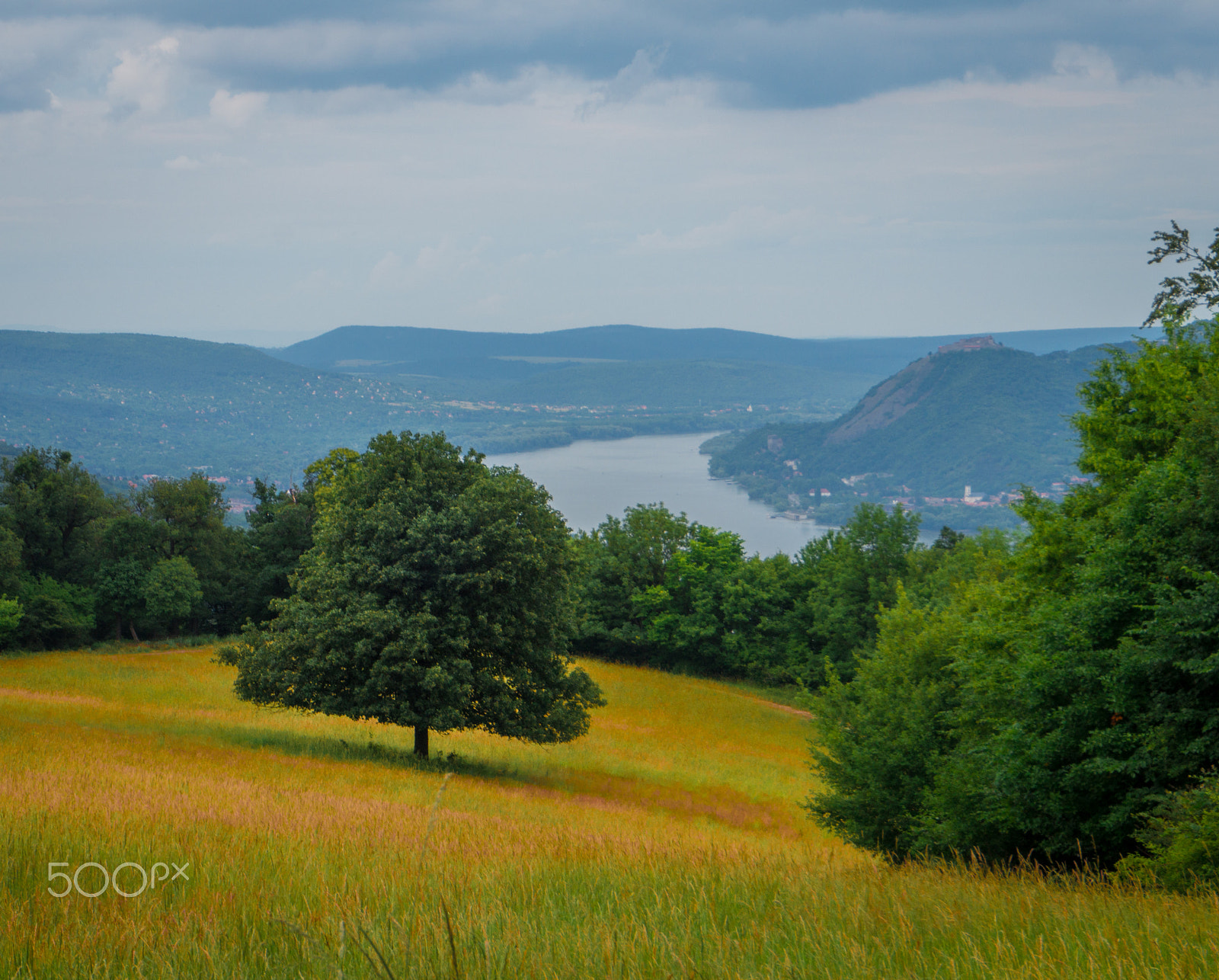 Sony Alpha a5000 (ILCE 5000) sample photo. Lonely tree near a river photography