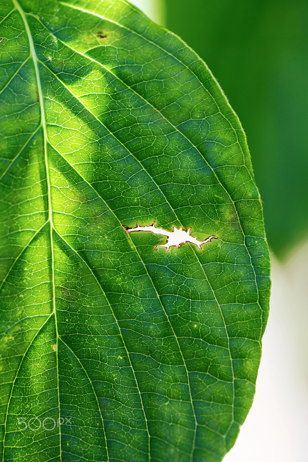 Canon EOS 6D + Canon EF 100mm F2.8L Macro IS USM sample photo. Leaf photography