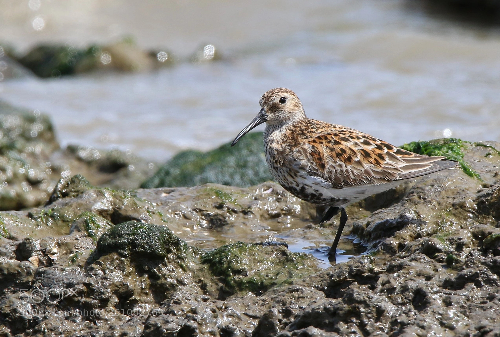 Canon EOS 70D sample photo. Pilrito peito preto calidris photography