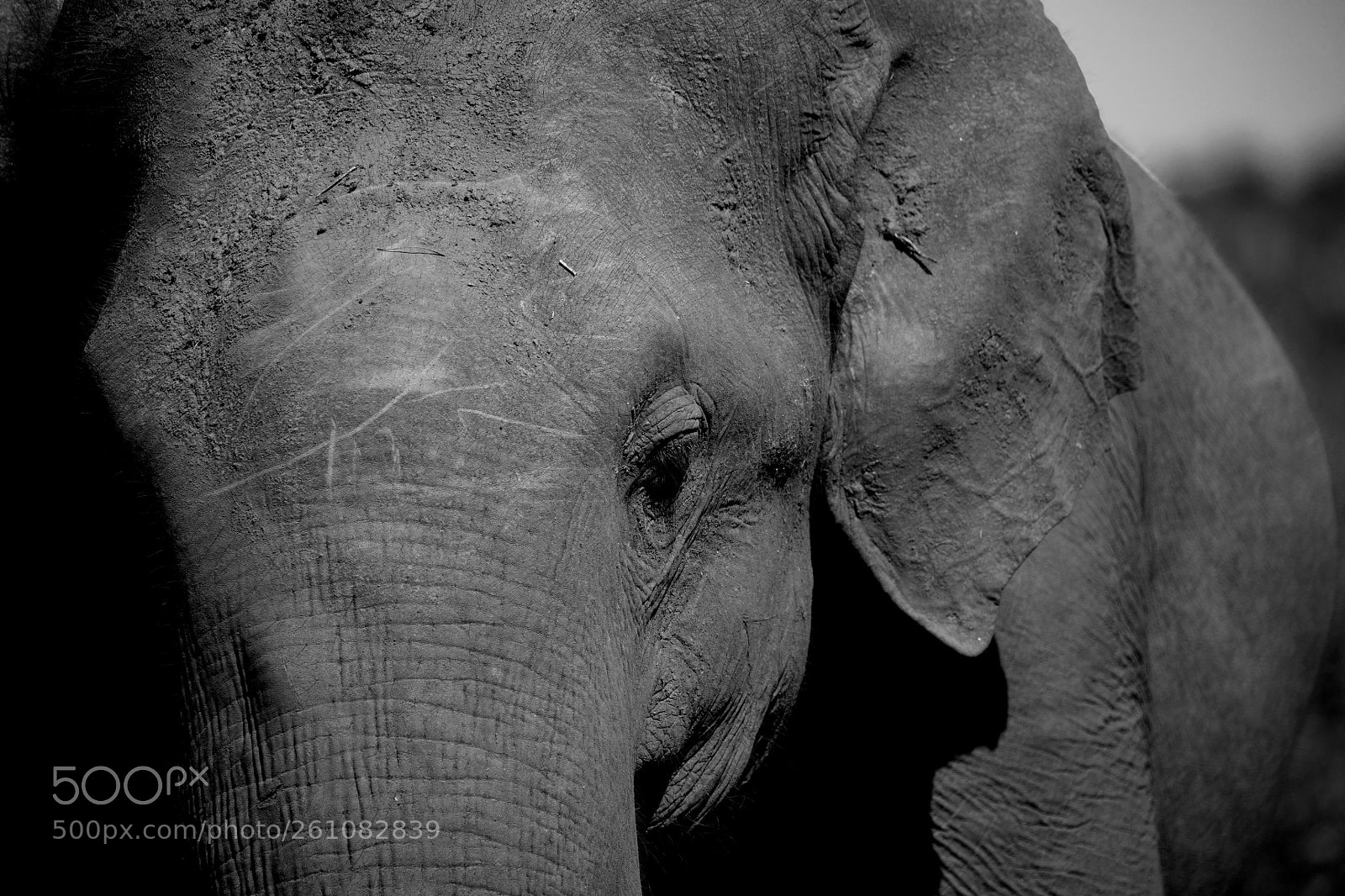 Canon EOS 5DS sample photo. Elephant head b and photography