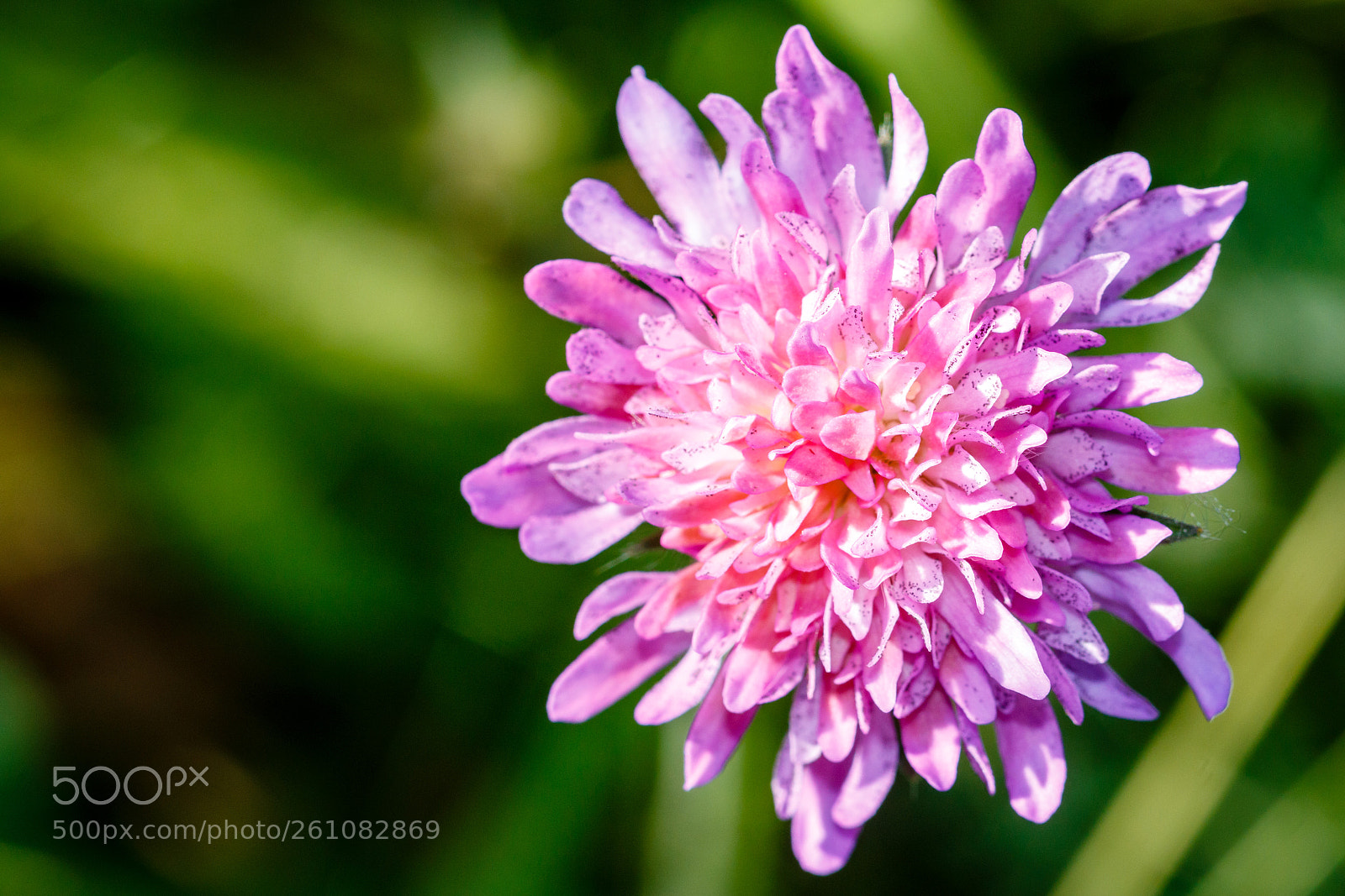 Canon EOS 70D sample photo. Ausgewilderte dahlie (?) photography