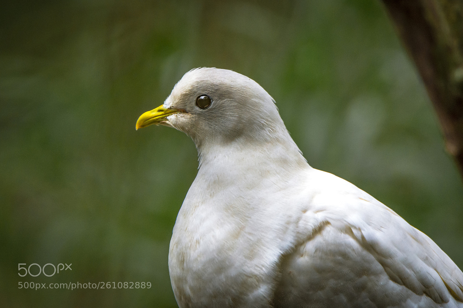 Nikon D7200 sample photo. White beauty i photography