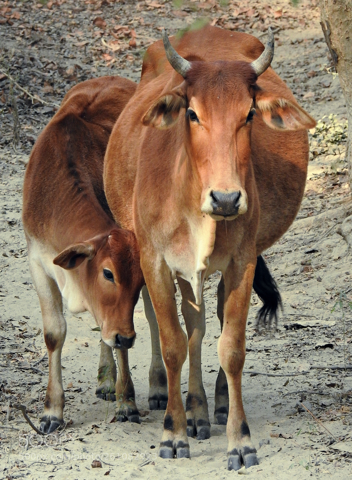 Nikon Coolpix P900 sample photo. Bovine's love is divine photography