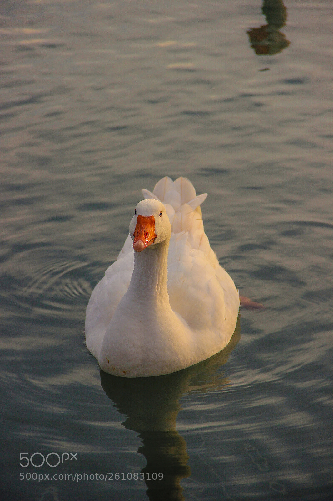 Canon EOS 600D (Rebel EOS T3i / EOS Kiss X5) sample photo. Goose of gold photography