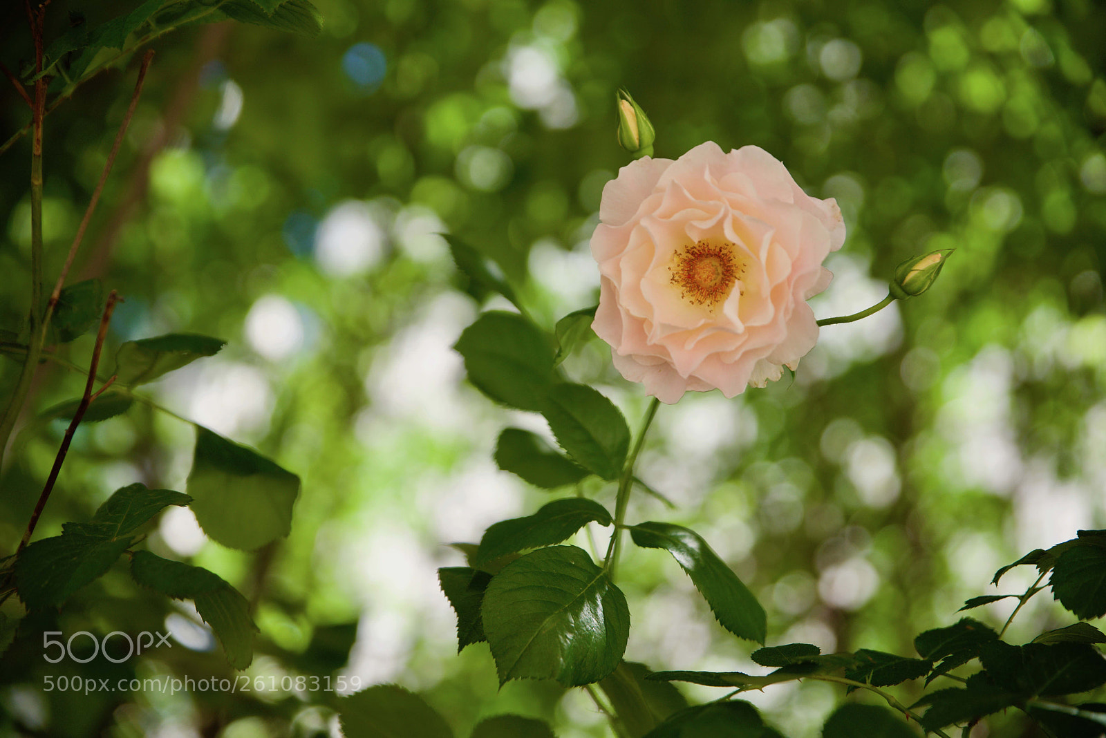 Nikon D810 sample photo. Cbk photography