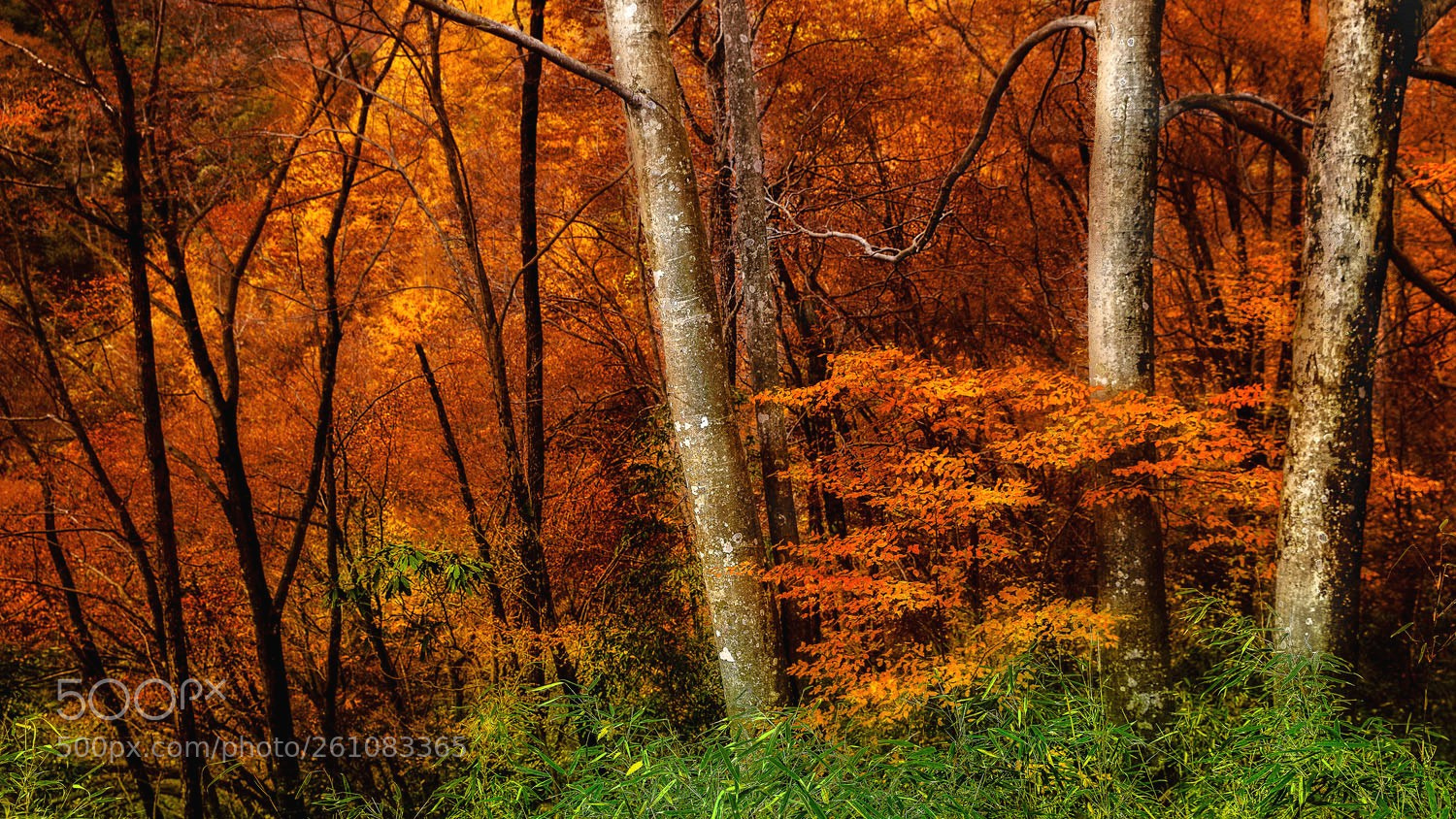 Canon EOS 5D Mark II sample photo. Autumn tints in deep photography