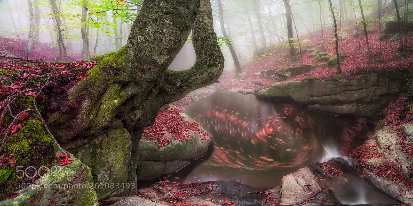 Nikon D610 sample photo. Spring in the forest photography
