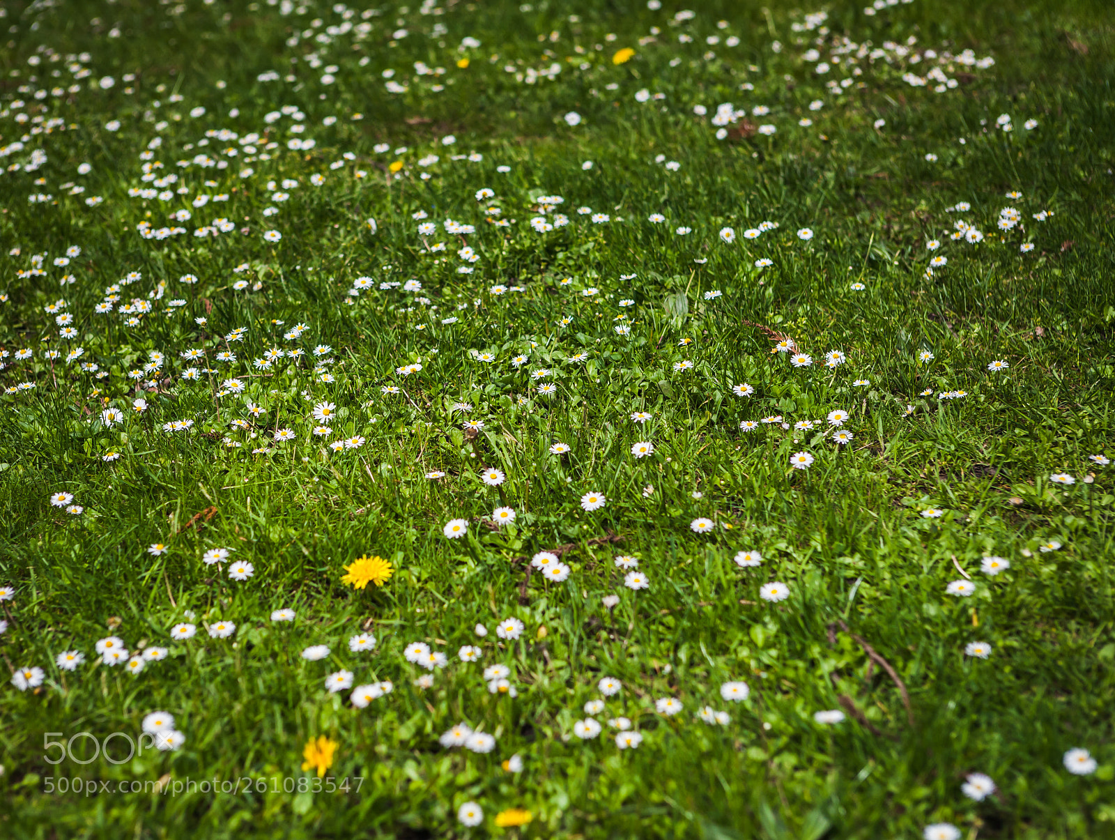 Canon EOS 5D sample photo. Carpet of flowers photography