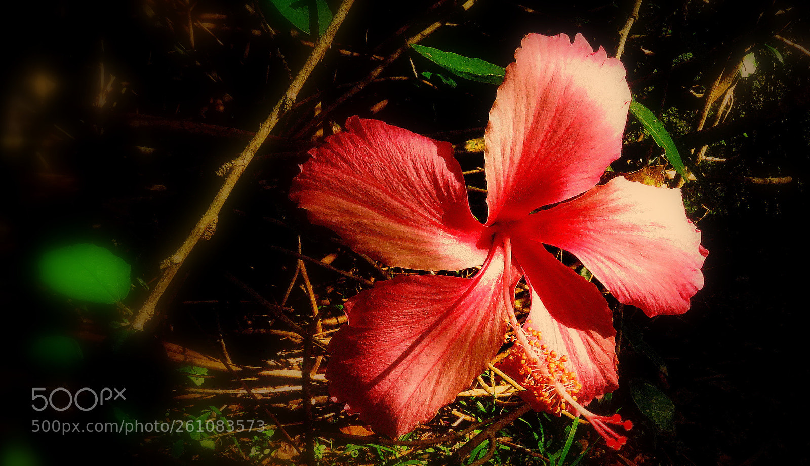 Canon PowerShot SX60 HS sample photo. In the garden ....beauty photography